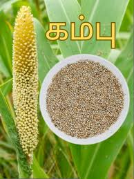 கம்பு/ Kambu (Pearl Millet) / 1 kg - Image 2